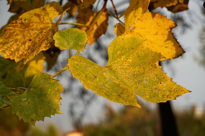 Close-up of yellowing grape leaves in autumn sunlight