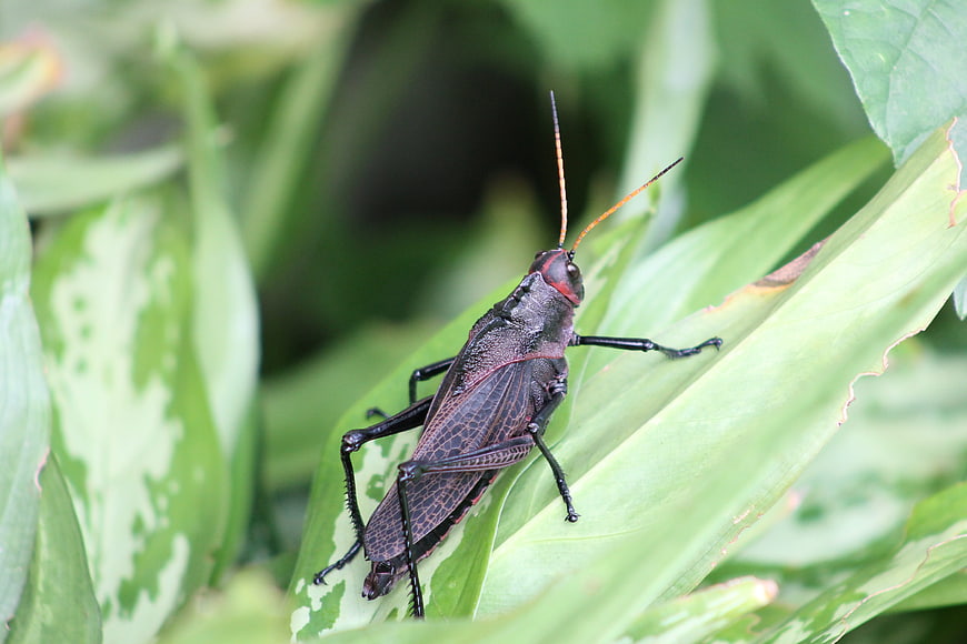 Close-up of a black grasshopper on a green leaf