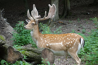 Spotted Deer with Velvet Antlers in Forest