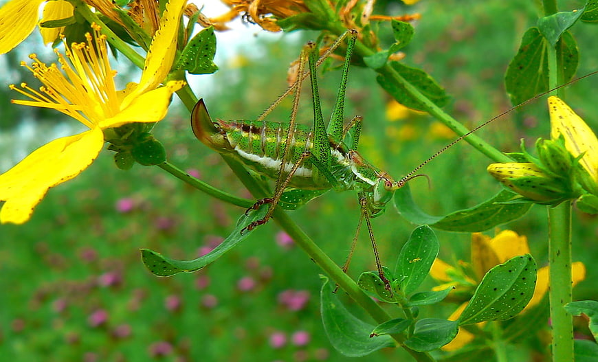 Green Katydid Insect on Yellow St. John's Wort Flower