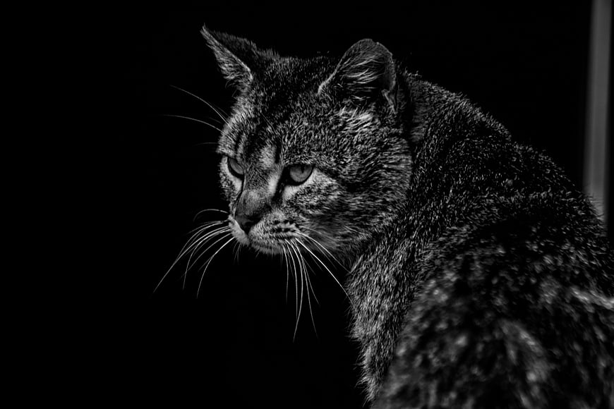 Black and white portrait of a tabby cat against dark background