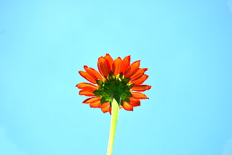 Orange flower against blue sky background
