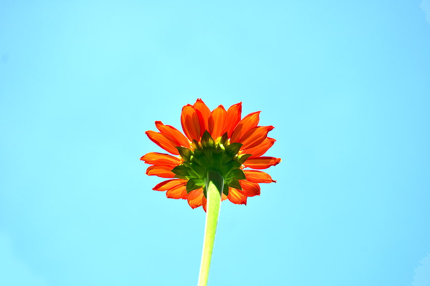 Orange flower against blue sky background