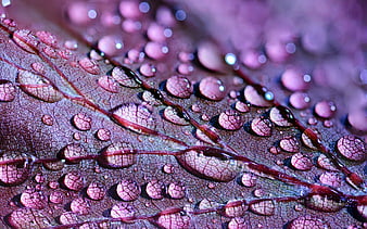 Macro water droplets on purple leaf texture