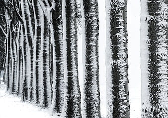 Black and white row of snow-covered birch trees in winter