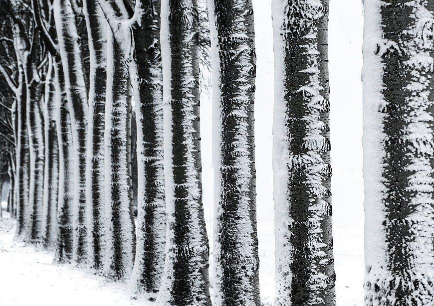 Black and white row of snow-covered birch trees in winter