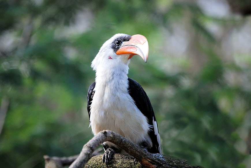 White Bellied Hornbill Perched on Tree Branch