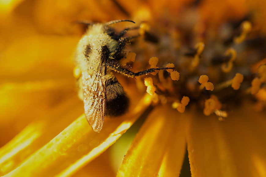 Macro Close-Up of Bee Collecting Pollen on Yellow Flower