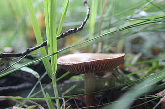 Close-up of a brown mushroom in green grass