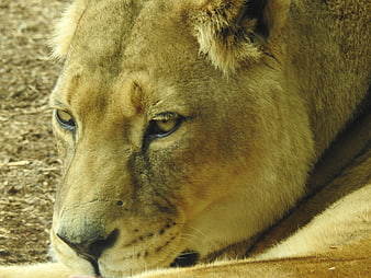 Close-up portrait of a resting lioness face in natural light
