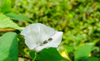 White Morning Glory Flower with Insects in Garden