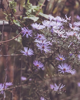 Soft Focus Purple Aster Flowers in Garden