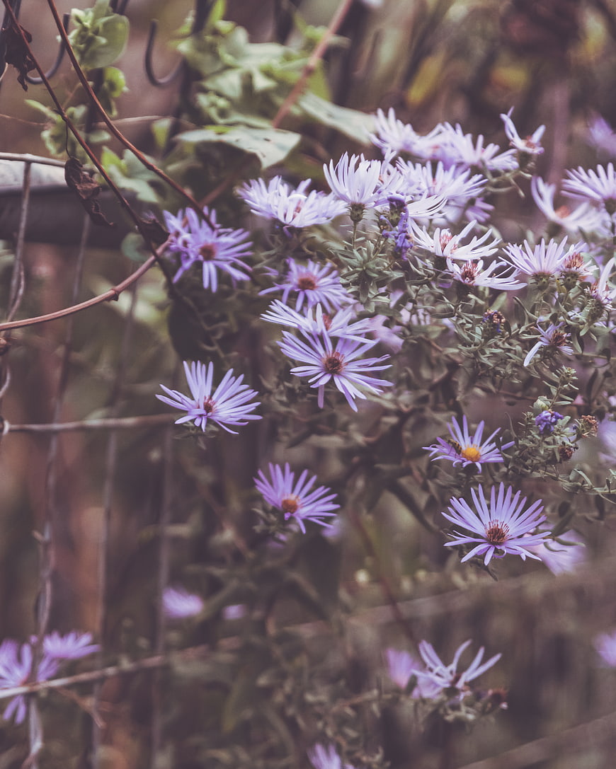 Soft Focus Purple Aster Flowers in Garden