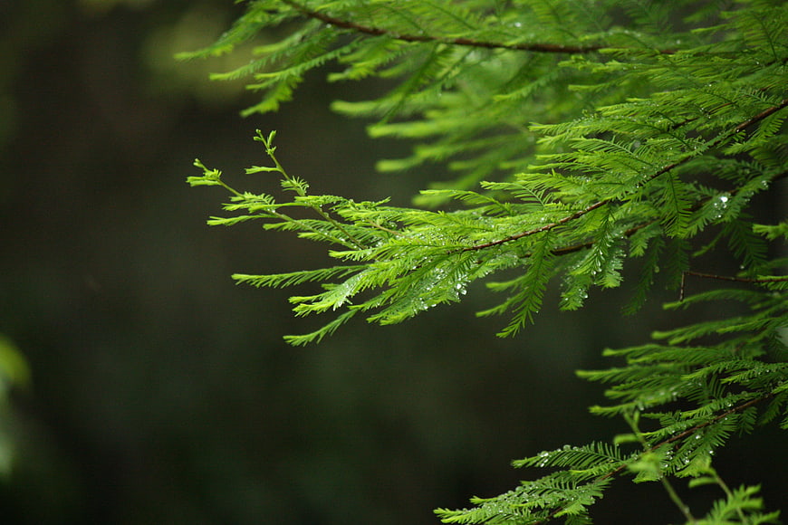Close-up of green pine branch with raindrops