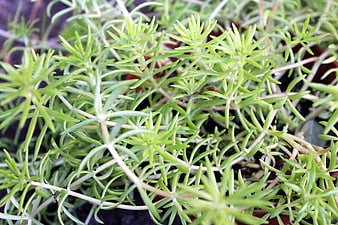 Close-up of Green Sedum Plant Foliage
