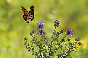 Monarch Butterfly Hovering Over Purple Aster Flowers