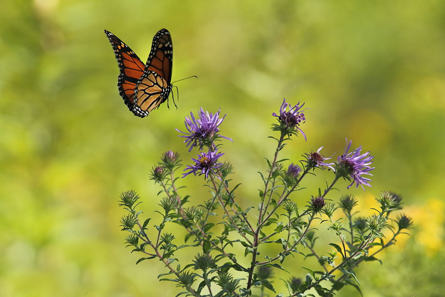 Monarch Butterfly Hovering Over Purple Aster Flowers