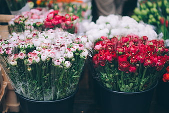 Fresh Red and White Ranunculus Flowers in Buckets at Market