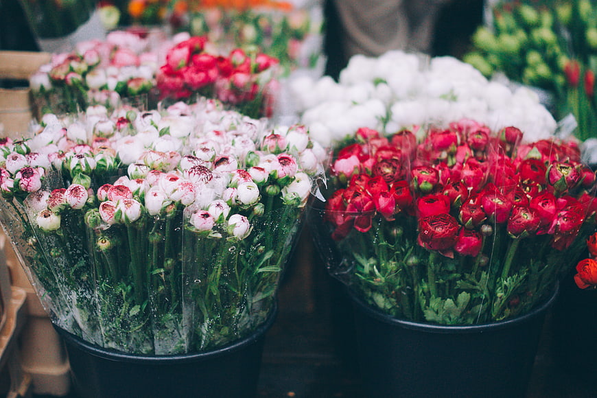 Fresh Red and White Ranunculus Flowers in Buckets at Market