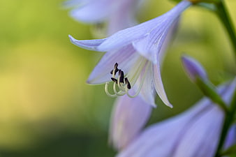 Close-up of delicate purple hosta flower with green background