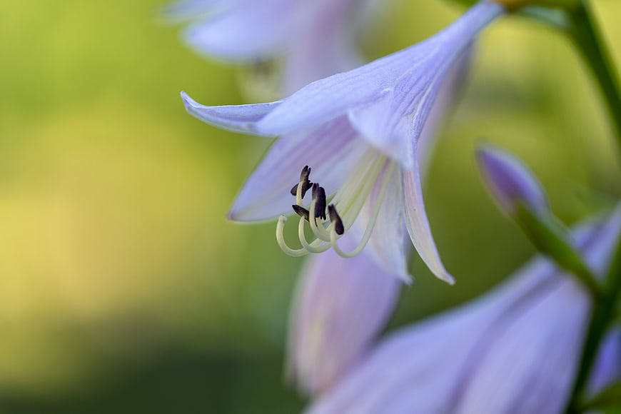 Close-up of delicate purple hosta flower with green background