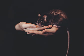 Pet rat resting in cupped hands against dark background