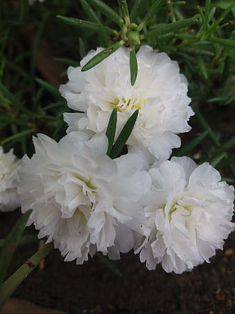 Close-up of white portulaca flowers with green leaves