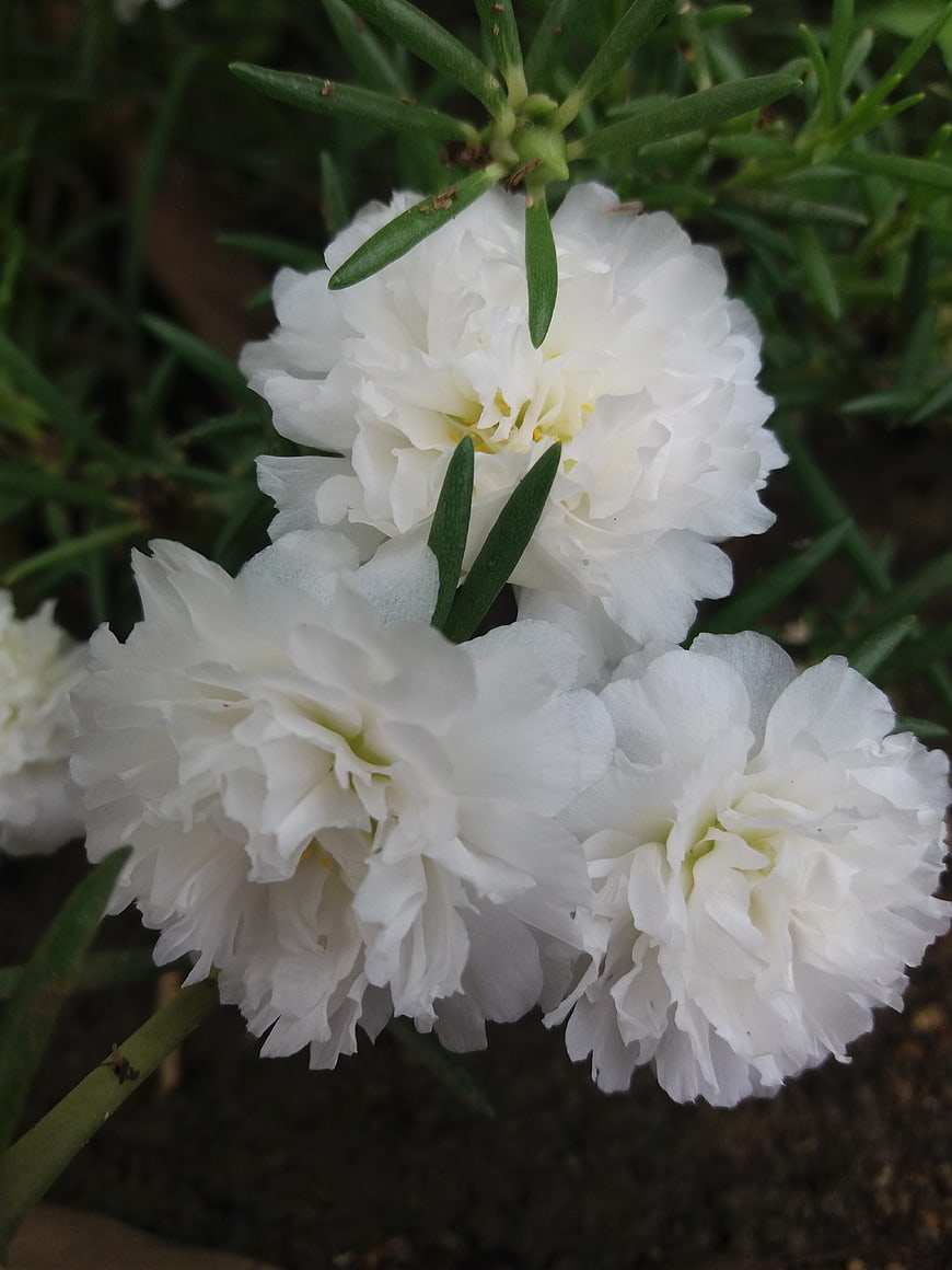 Close-up of white portulaca flowers with green leaves