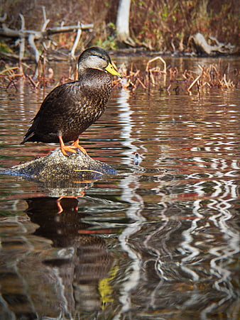 Mallard Duck Standing on Rock in Rippling Water