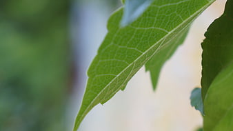Close-up of green leaf veins with soft blurred background