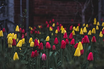 Vibrant Red and Yellow Tulips in a Garden