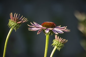Purple Coneflower Bloom in Garden with Soft Background