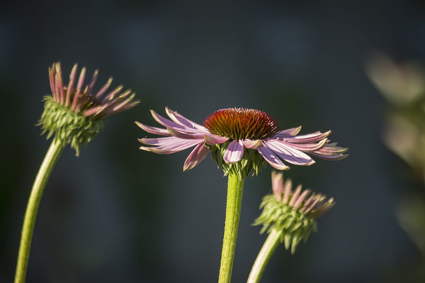 Purple Coneflower Bloom in Garden with Soft Background