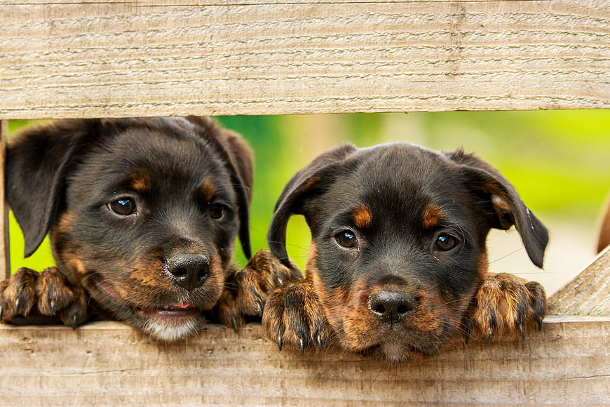 Two cute Rottweiler puppies peeking through wooden fence