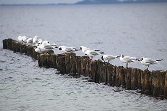 Seagulls perched on wooden breakwater pilings in calm water