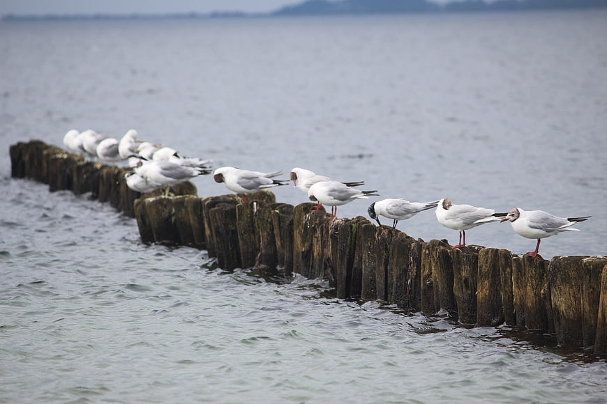 Seagulls perched on wooden breakwater pilings in calm water