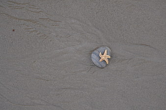 Starfish on smooth stone in wet sand beach texture