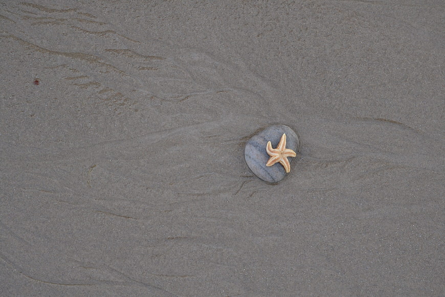 Starfish on smooth stone in wet sand beach texture