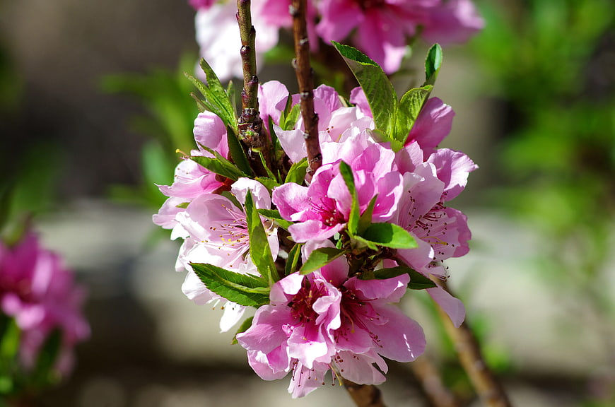 Close-up of vibrant pink peach blossoms on a branch