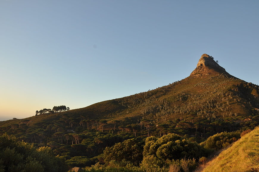 Signal Hill Cape Town Sunset Landscape with Pine Trees