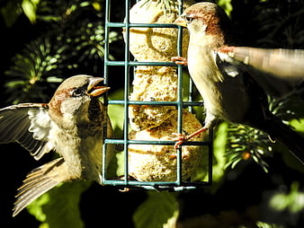 Two House Sparrows Feeding on Suet Block in Garden
