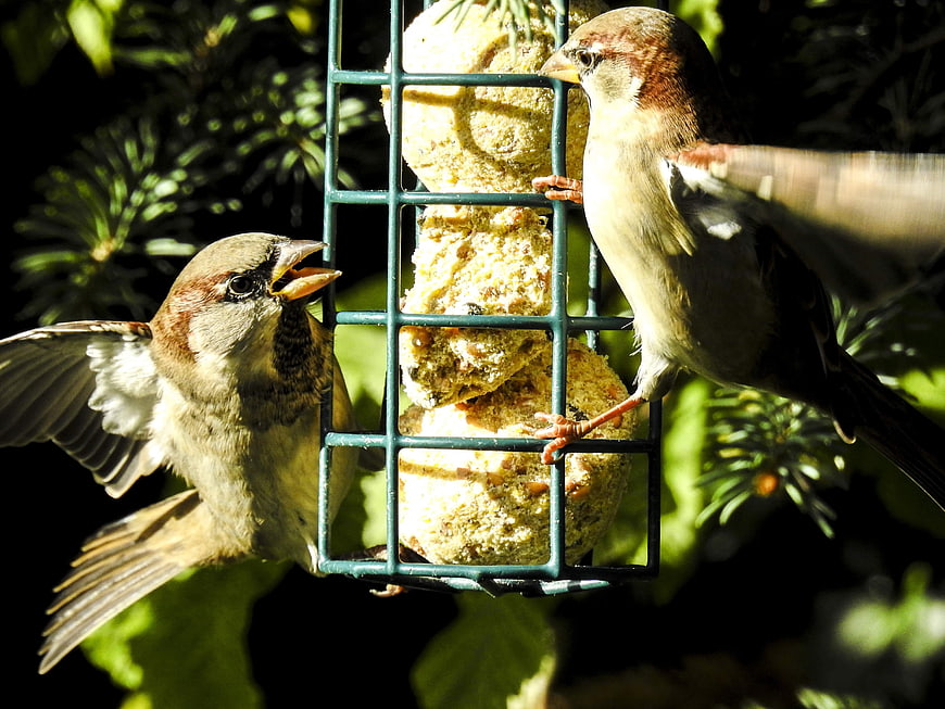 Two House Sparrows Feeding on Suet Block in Garden