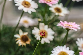 Close-up of Pink and White Daisy Flowers in Garden