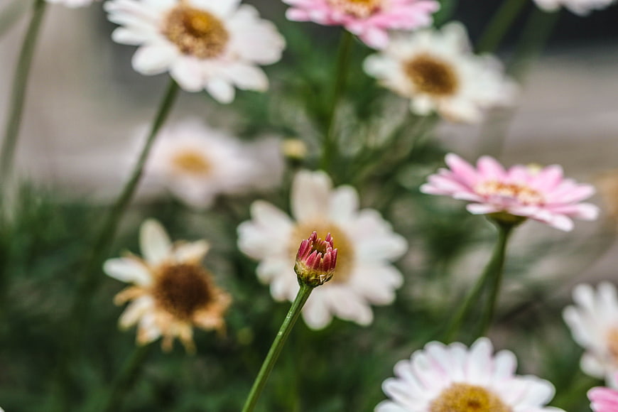 Close-up of Pink and White Daisy Flowers in Garden