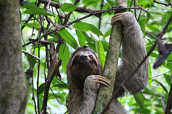 Three-toed sloth hanging from tree branch in Costa Rican rainforest