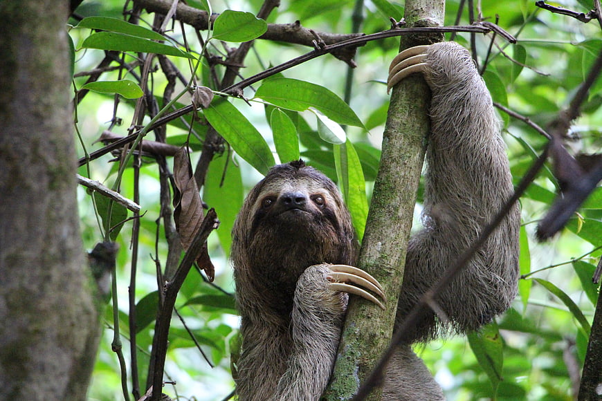 Three-toed sloth hanging from tree branch in Costa Rican rainforest
