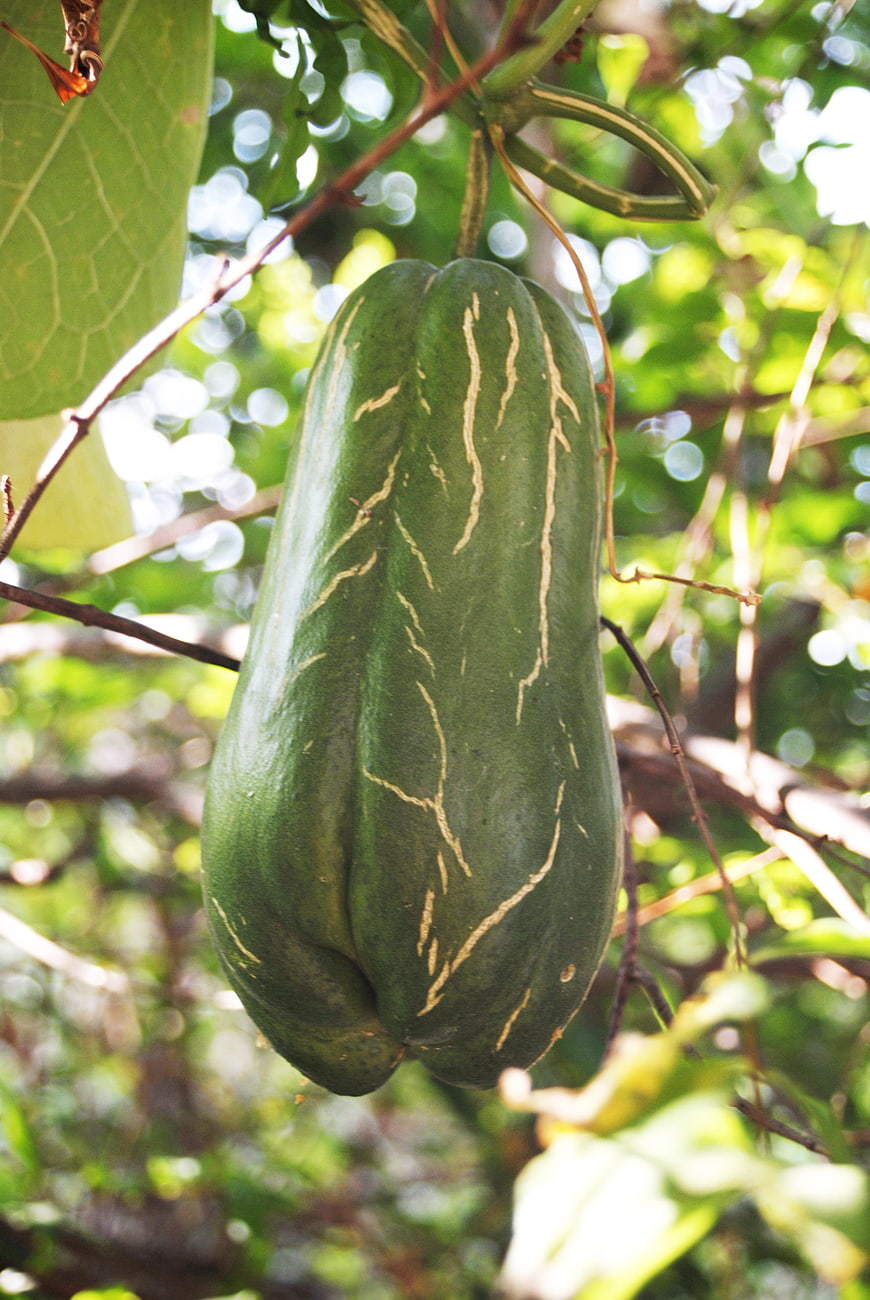 Green Chayote Squash Hanging on Vine in Garden