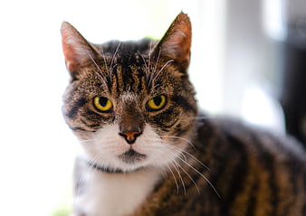 Close-up portrait of a tabby cat with yellow eyes