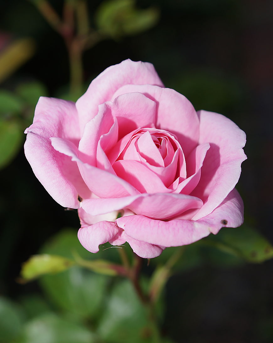 Close-up of a blooming pink rose with soft petals