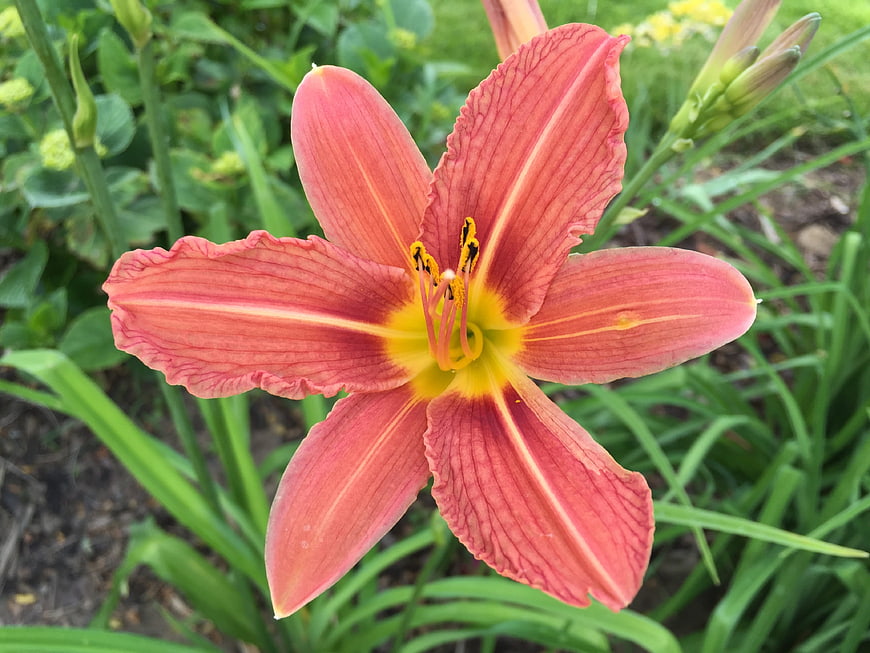 Close-up of vibrant pink daylily flower in garden